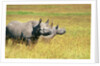 Rhino in Kenya by Anonymous
