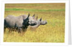 Rhino in Kenya by Anonymous