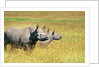 Rhino in Kenya by Anonymous