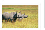 Rhino in Kenya by Anonymous