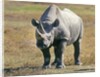 Rhino in Kenya by Anonymous