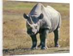 Rhino in Kenya by Anonymous