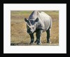 Rhino in Kenya by Anonymous