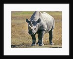 Rhino in Kenya by Anonymous