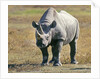 Rhino in Kenya by Anonymous