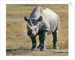 Rhino in Kenya by Anonymous