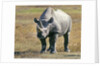 Rhino in Kenya by Anonymous
