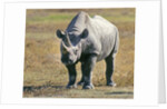 Rhino in Kenya by Anonymous