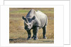 Rhino in Kenya by Anonymous