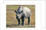 Rhino in Kenya by Anonymous
