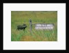 Warthog in Kenya by Anonymous