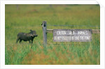 Warthog in Kenya by Anonymous