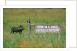 Warthog in Kenya by Anonymous