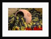 Vineyards near Monte Falco by Anonymous