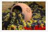 Vineyards near Monte Falco by Anonymous