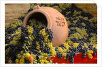 Vineyards near Monte Falco by Anonymous