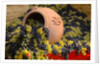 Vineyards near Monte Falco by Anonymous