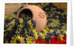 Vineyards near Monte Falco by Anonymous