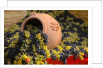 Vineyards near Monte Falco by Anonymous