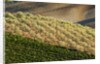 Vineyards and olive grove in the rolling hills of Tuscany by Anonymous