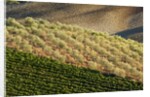 Vineyards and olive grove in the rolling hills of Tuscany by Anonymous