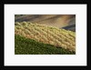 Vineyards and olive grove in the rolling hills of Tuscany by Anonymous