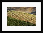Vineyards and olive grove in the rolling hills of Tuscany by Anonymous