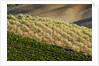 Vineyards and olive grove in the rolling hills of Tuscany by Anonymous