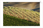 Vineyards and olive grove in the rolling hills of Tuscany by Anonymous