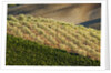 Vineyards and olive grove in the rolling hills of Tuscany by Anonymous
