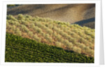 Vineyards and olive grove in the rolling hills of Tuscany by Anonymous