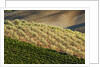 Vineyards and olive grove in the rolling hills of Tuscany by Anonymous