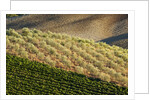 Vineyards and olive grove in the rolling hills of Tuscany by Anonymous