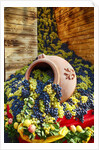 Harvested fresh grapes from the Tuscan fields by Anonymous