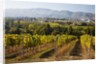 Vineyards draping hillsides by Anonymous