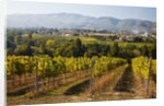Vineyards draping hillsides by Anonymous