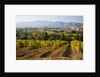 Vineyards draping hillsides by Anonymous