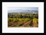 Vineyards draping hillsides by Anonymous