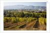 Vineyards draping hillsides by Anonymous