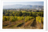 Vineyards draping hillsides by Anonymous