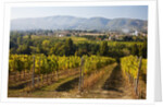 Vineyards draping hillsides by Anonymous