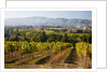 Vineyards draping hillsides by Anonymous