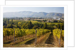 Vineyards draping hillsides by Anonymous