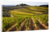 Villa and vineyards in the rolling hills of Tuscany by Anonymous