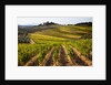 Villa and vineyards in the rolling hills of Tuscany by Anonymous