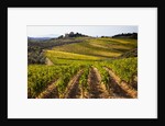 Villa and vineyards in the rolling hills of Tuscany by Anonymous