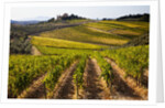 Villa and vineyards in the rolling hills of Tuscany by Anonymous