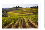 Villa and vineyards in the rolling hills of Tuscany by Anonymous