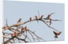 Southern Carmine Bee-eater (Merops nubicoides) by Anonymous