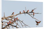 Southern Carmine Bee-eater (Merops nubicoides) by Anonymous